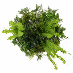 Artificial greenery wreath on a white background