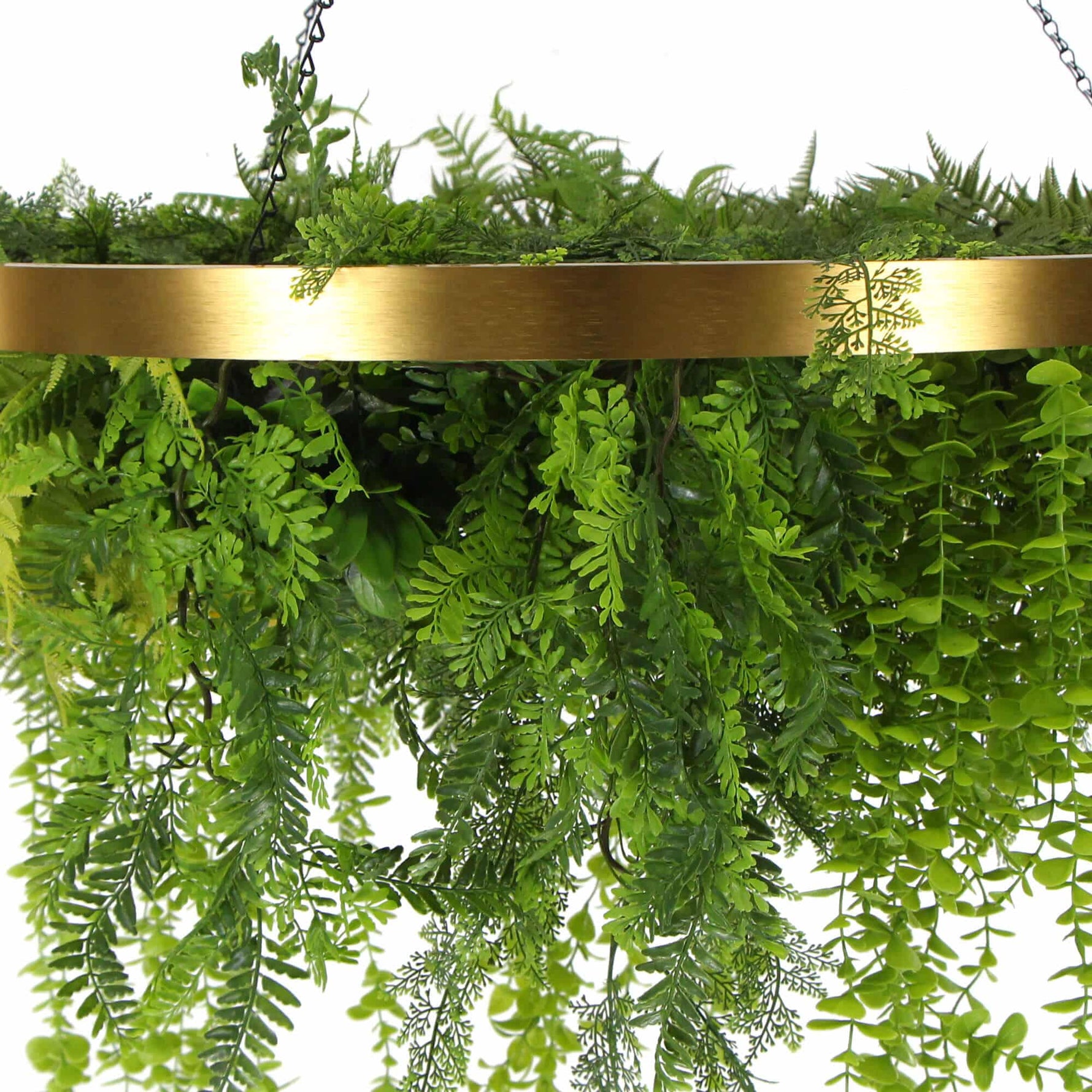 Hanging green fern plant with a gold metal frame on a white background