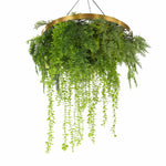 Hanging green plant with gold circular frame on a white background