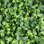 Close-up of dense green leafy plants