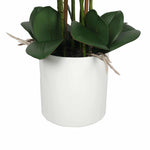 Potted plant with green leaves in a white pot on a white background