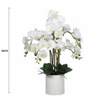 White orchid plant in a pot with a measurement label on a white background