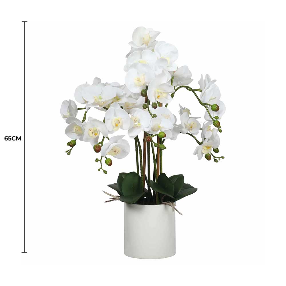 White orchid plant in a pot with a measurement label on a white background