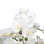 Close-up of white orchids on a white background
