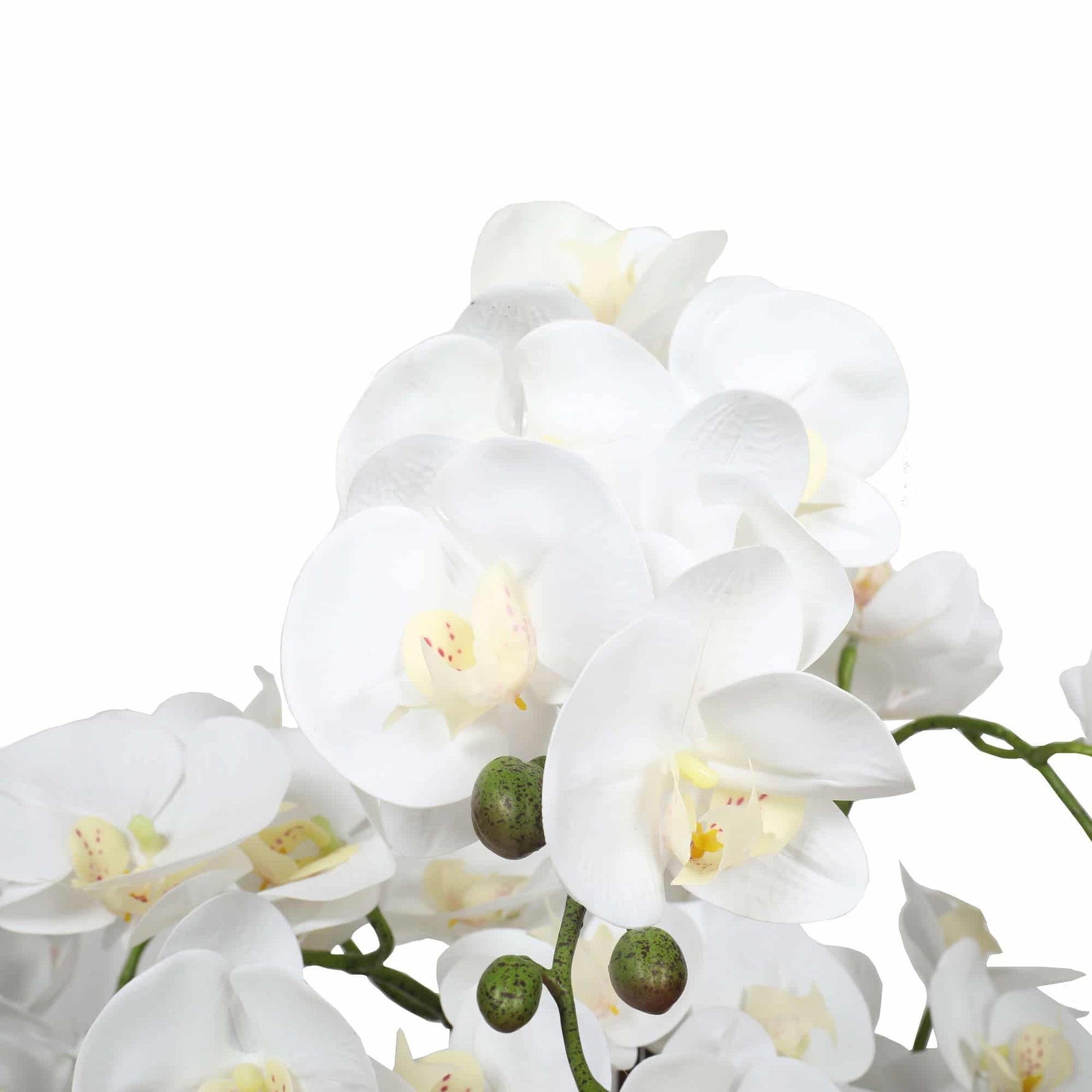 Close-up of white orchids on a white background