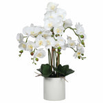 White orchid plant in a white pot on a white background