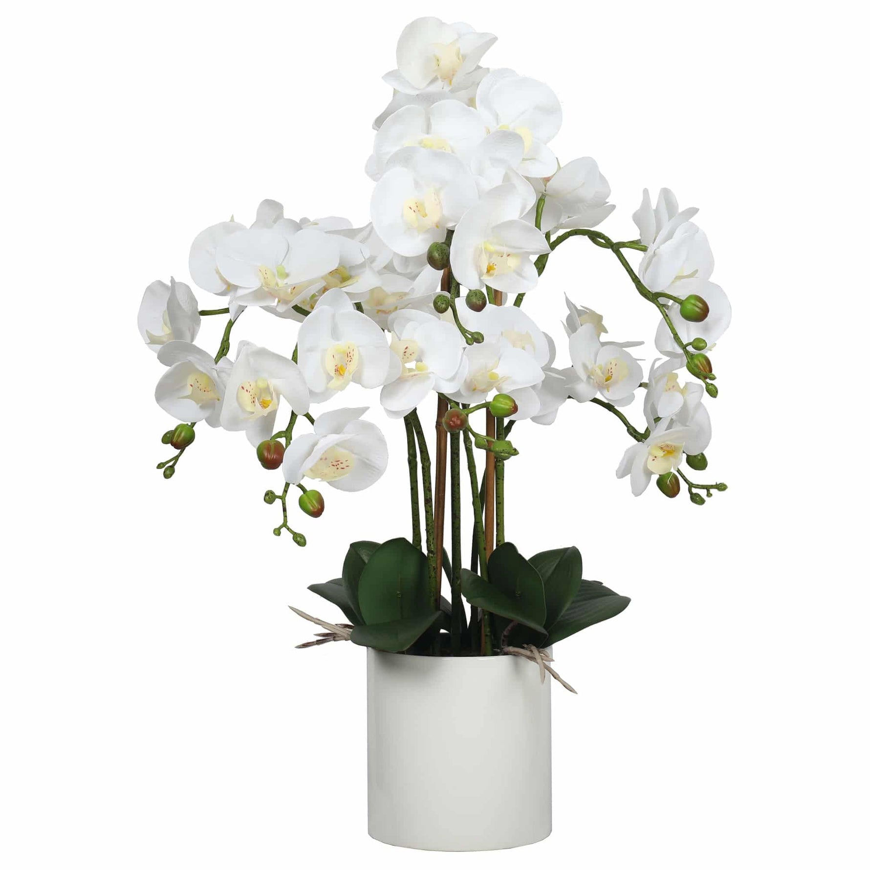 White orchid plant in a white pot on a white background
