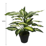 Potted plant with dimensions indicated on a white background