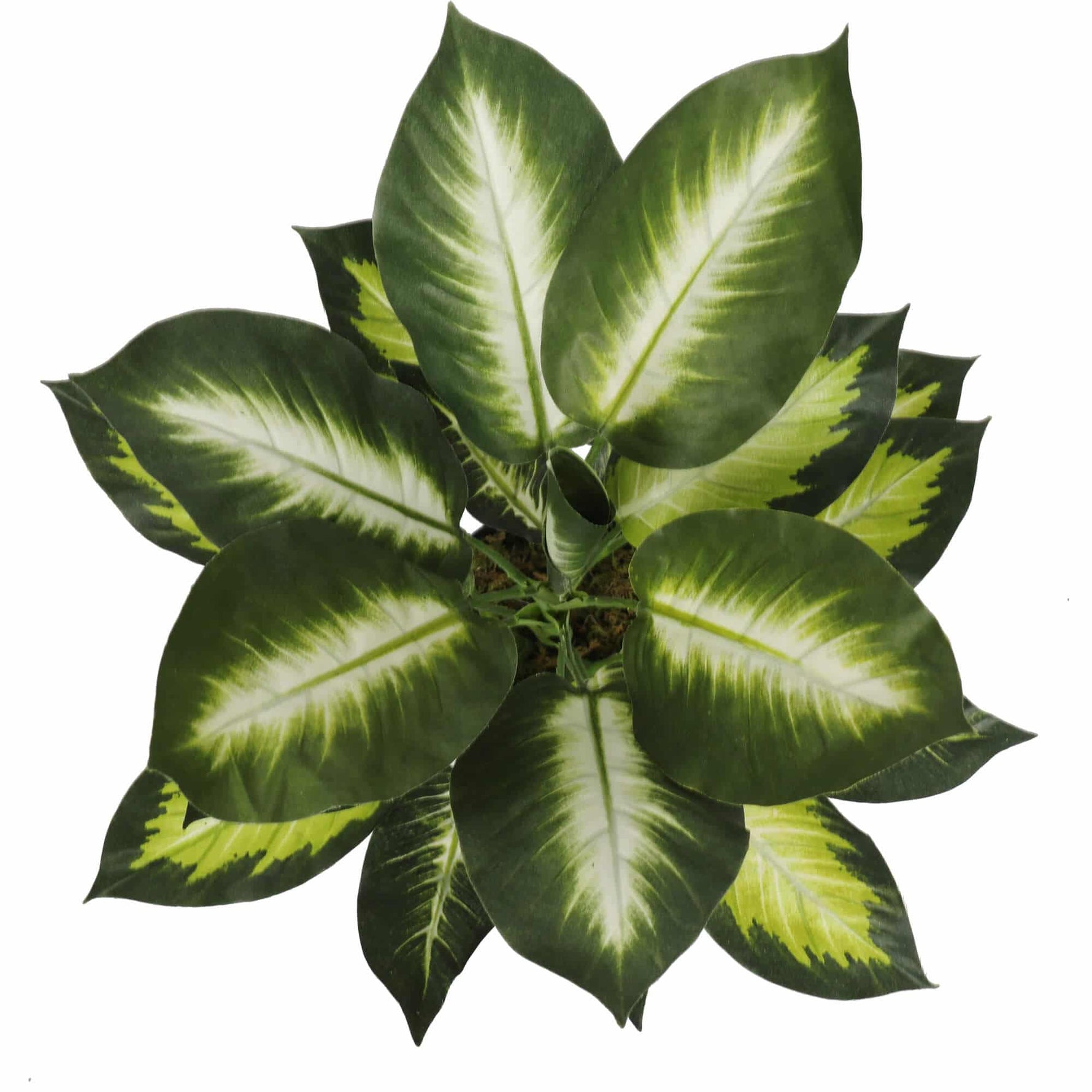 Green and yellow patterned leaves on a white background