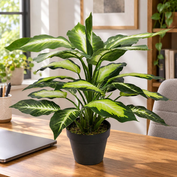 Leopard Lily (Dieffenbachia) with Pot 40cm — gallery image 9