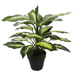 Potted green plant with large leaves on a white background