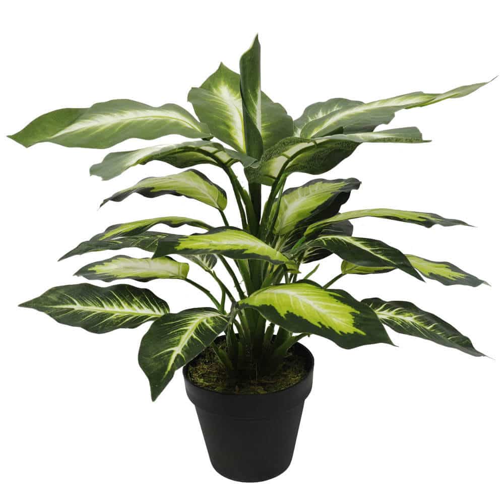 Potted green plant with large leaves on a white background