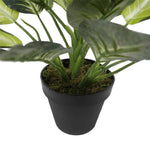 Potted plant with green leaves on a white background