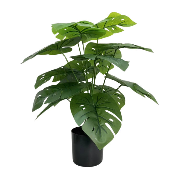 Lush Mini Monstera Plant – Decorative Potted Greenery (50cm) — gallery image 6