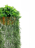 Hanging basket with green plants on a white background