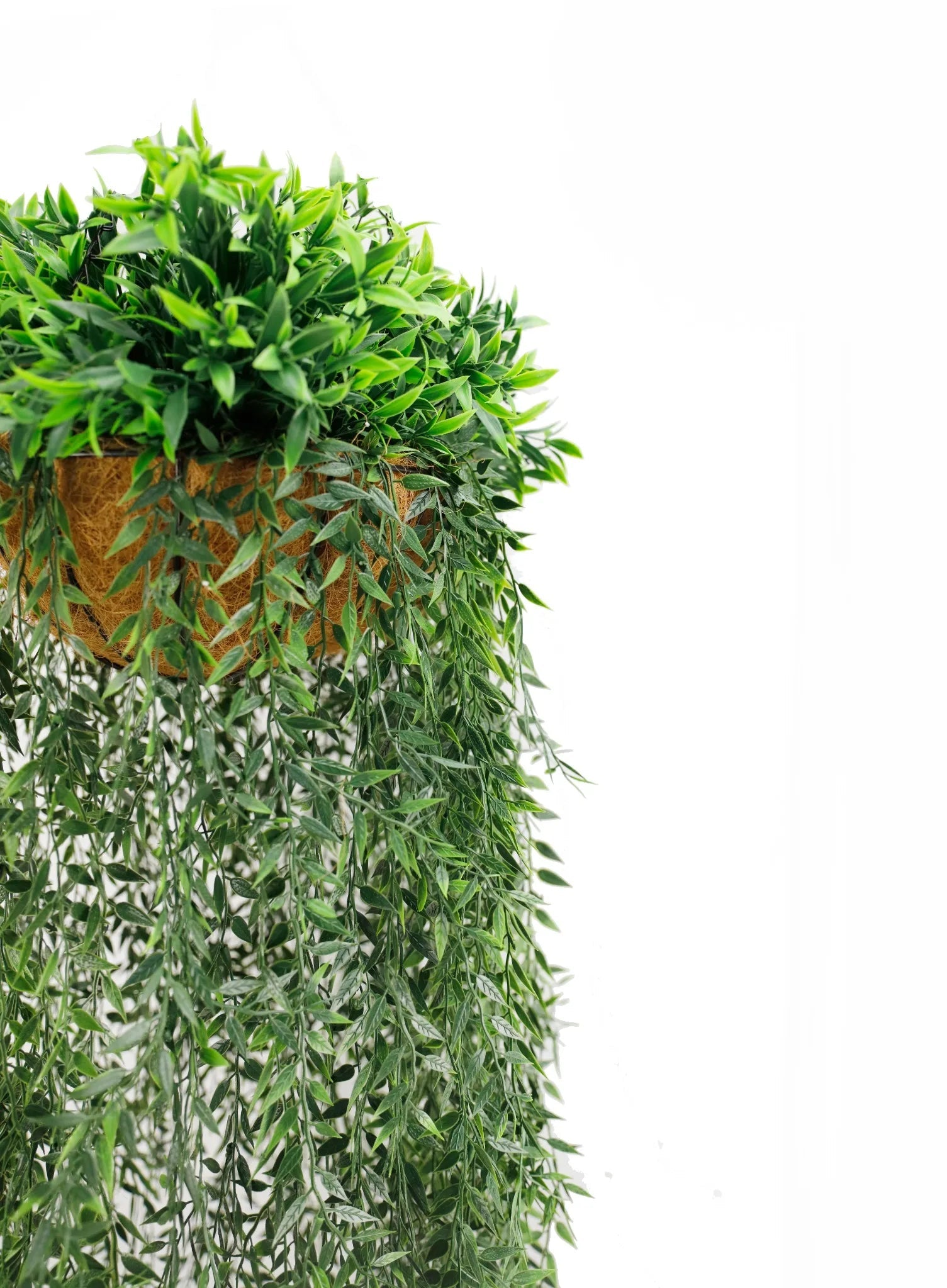 Hanging basket with green plants on a white background