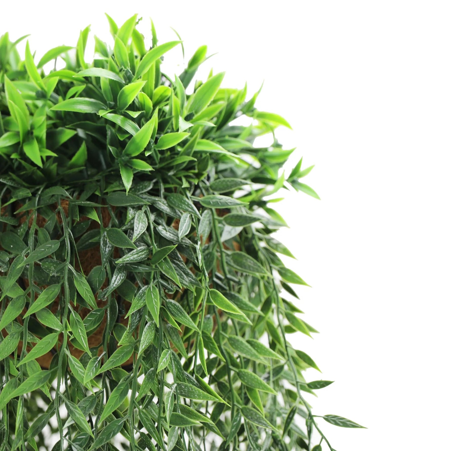Hanging green plant with a white background