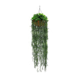 Hanging basket with green plants on a white background