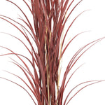 Reddish-brown grass-like plant on a white background