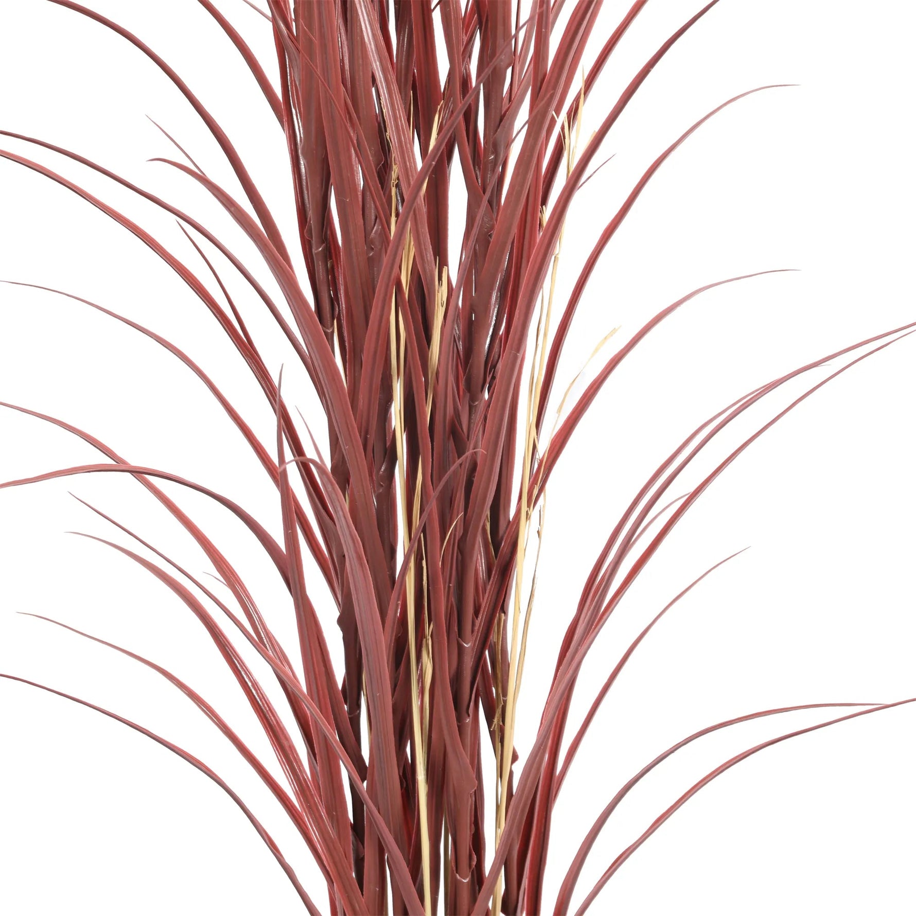 Reddish-brown grass-like plant on a white background