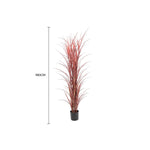 Potted plant with red leaves and measurement label on a white background