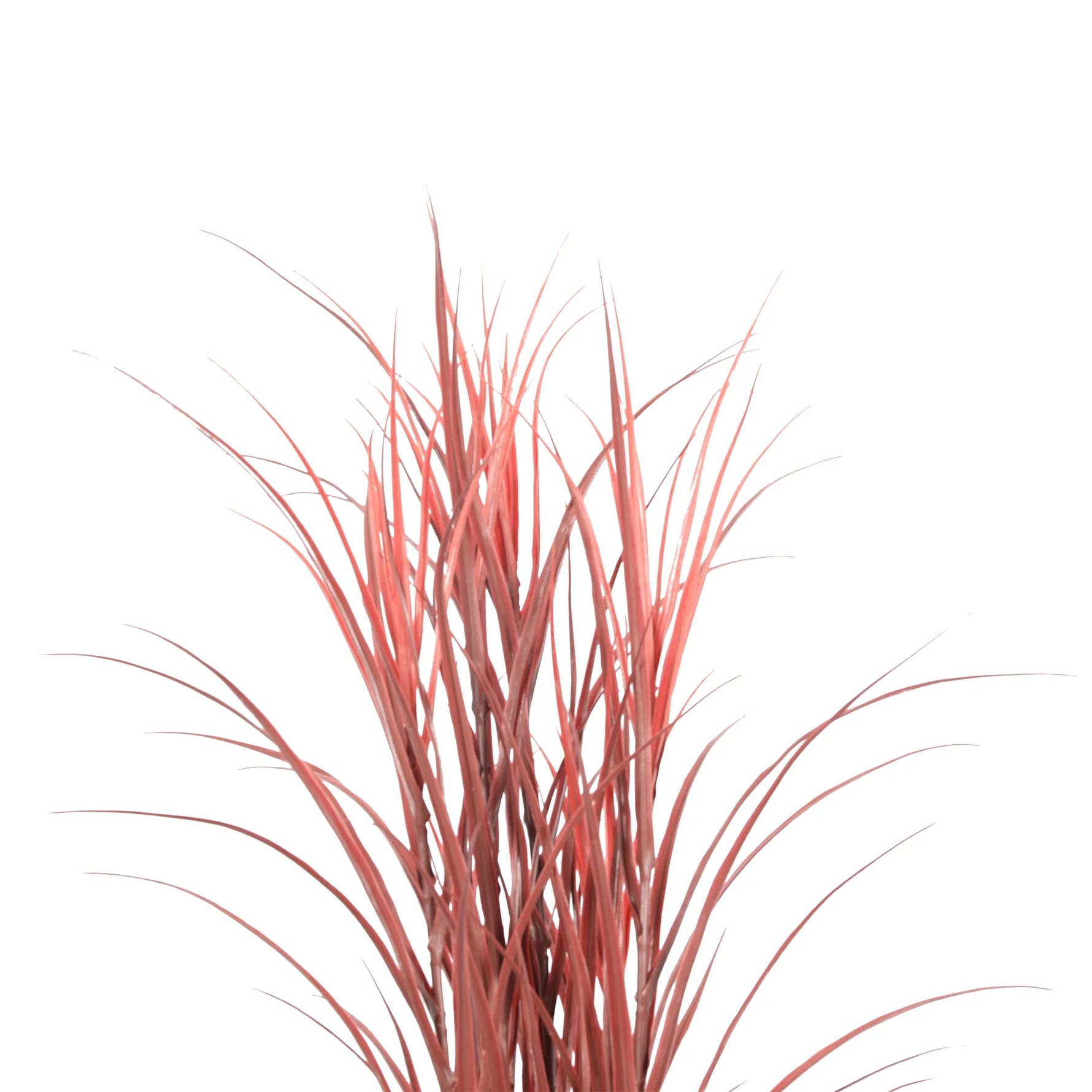Red grass plant on a white background