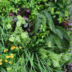 Varied green plants including ferns and grasses with a mix of colors.