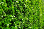 Close-up of a dense green bush with a blurred background