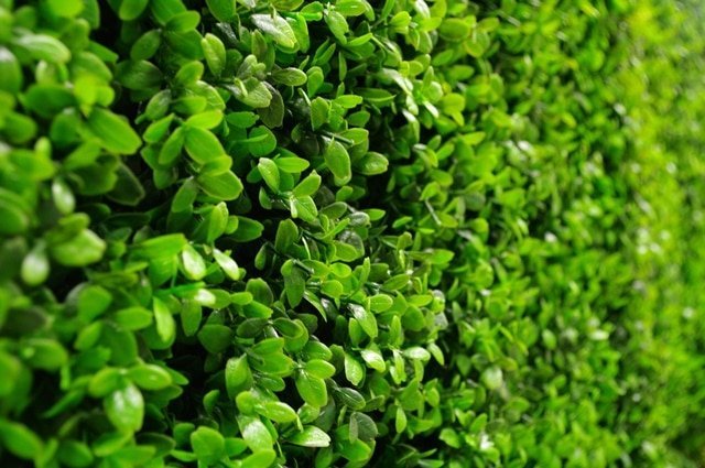 Close-up of a dense green bush with a blurred background