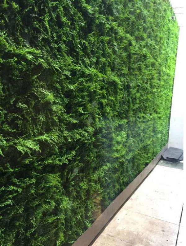 Luxury Dense Fern Vertical Garden Green Wall Panel 1m x 1m – SGS UV Resistant — gallery image 20