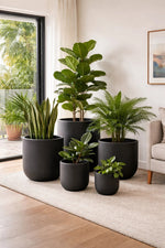 Collection of potted plants in a living room setting with a neutral color palette.