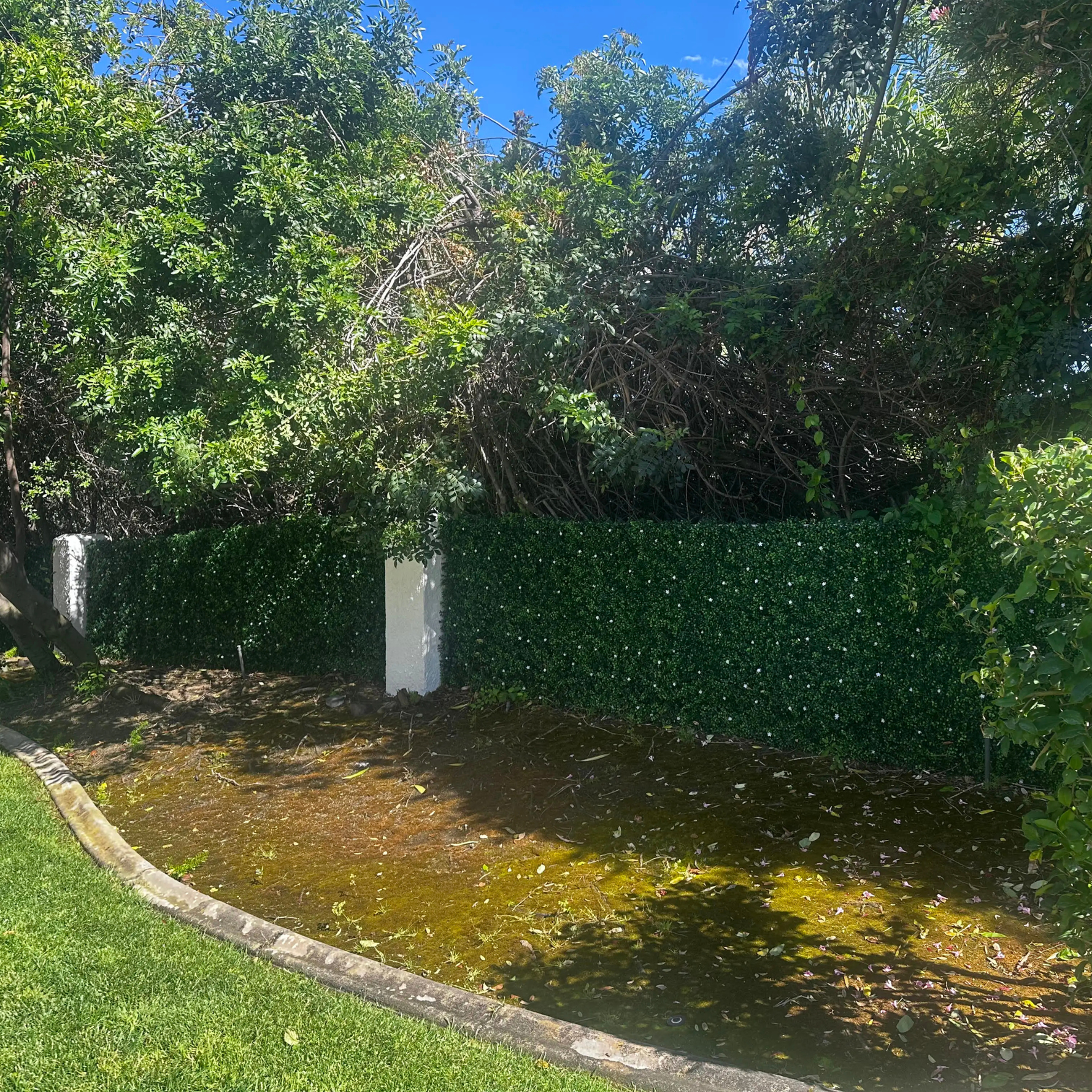 Pond surrounded by greenery with a clear blue sky