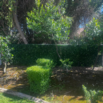 Hedge with a large cut bush in a garden setting
