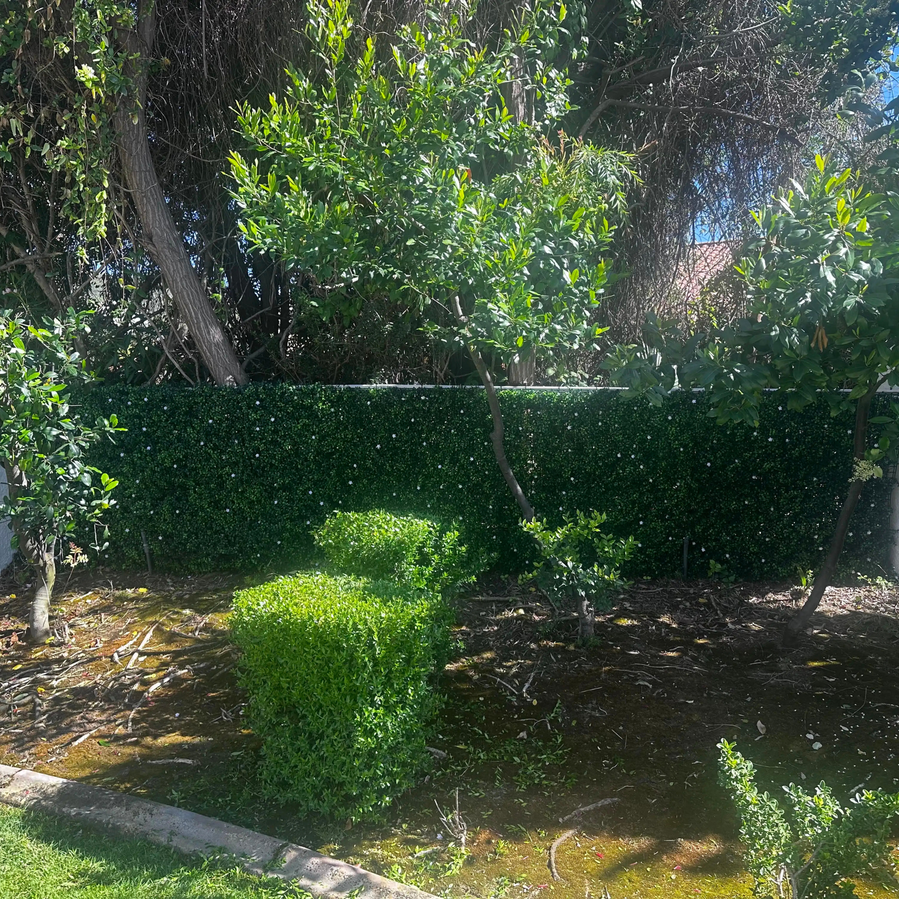 Hedge with a large cut bush in a garden setting