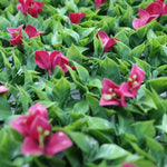 Close-up of pink flowers with green leaves