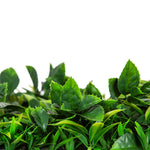 Luxury Flowering White Jasmine Vertical Garden Green Wall Panel 1m x 1m – SGS UV Resistant - Designer Vertical Gardens artificial garden wall plants artificial green wall australia