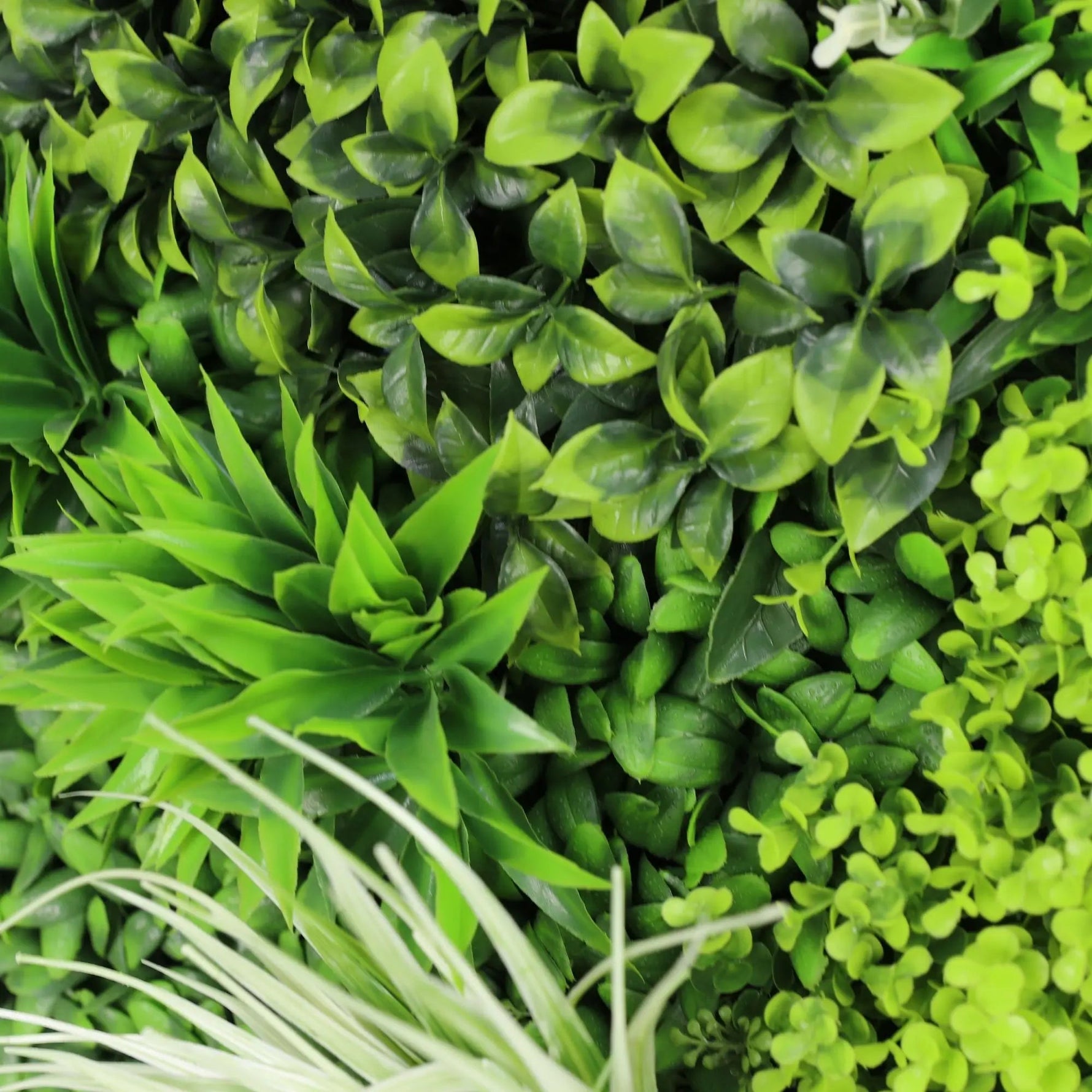 Close-up of various green plants with a focus on texture and color.