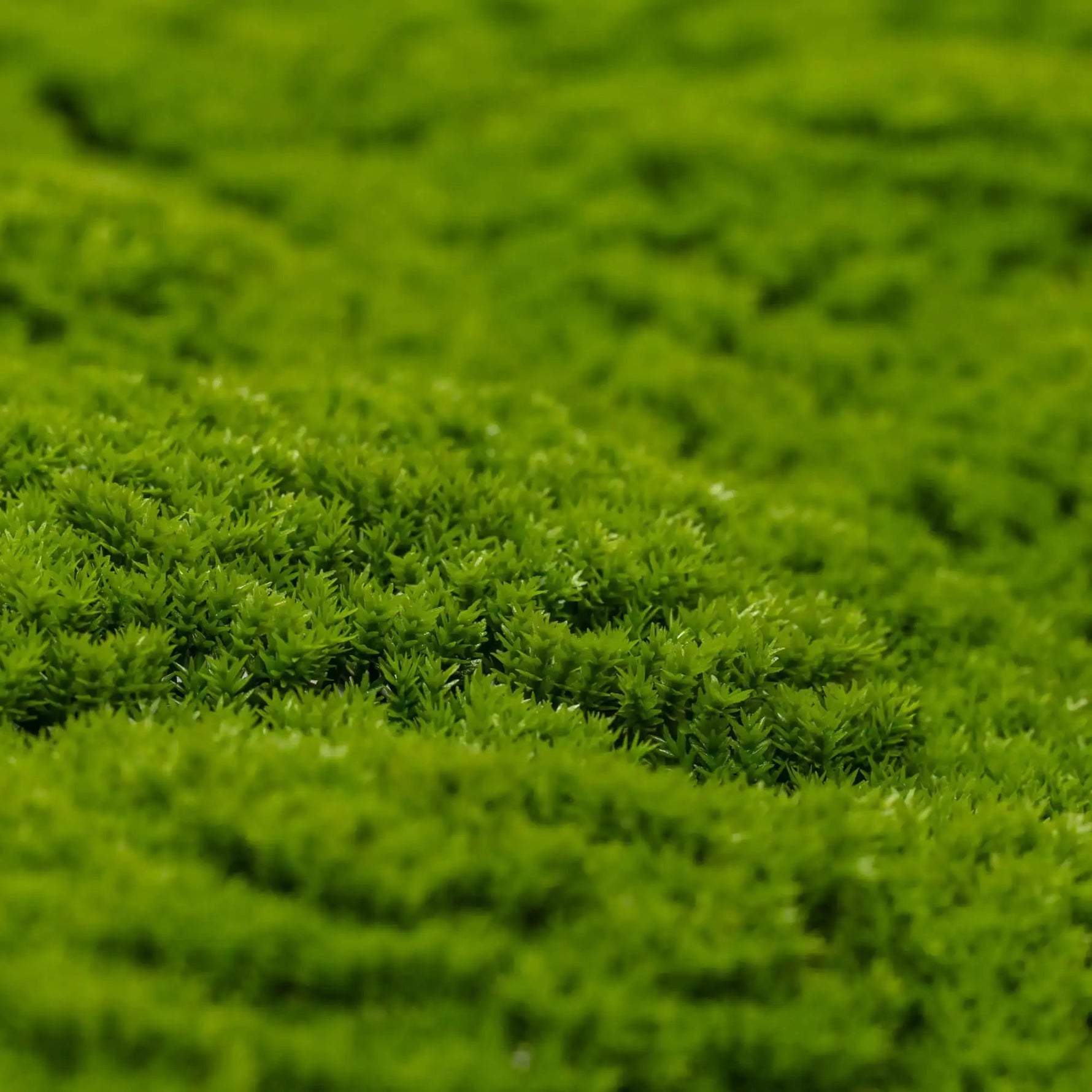 Luxury Fresh Natural Green Artificial Moss Wall Panel 1m x 1m – SGS UV Resistant - Designer Vertical Gardens artificial garden wall plants artificial green wall australia