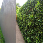 Green hedge next to a gray wall