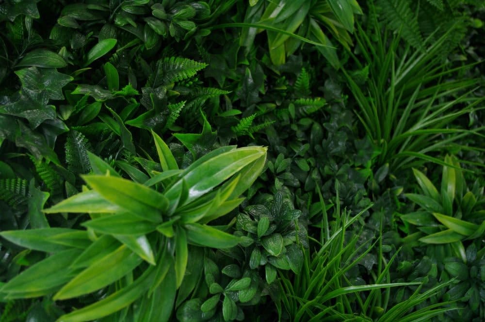Close-up of various green plants with a focus on texture and color variation.