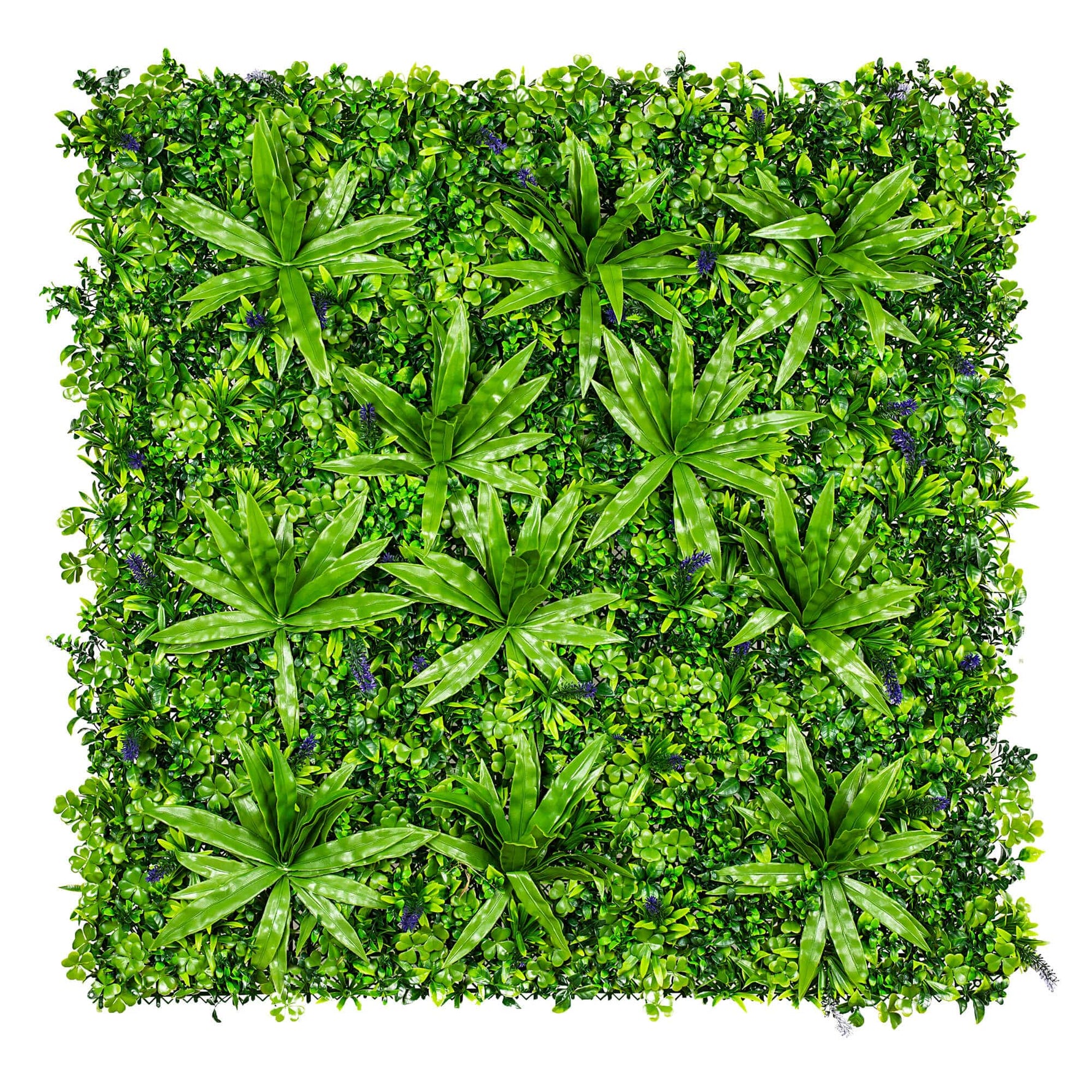 Square arrangement of green plants on a white background