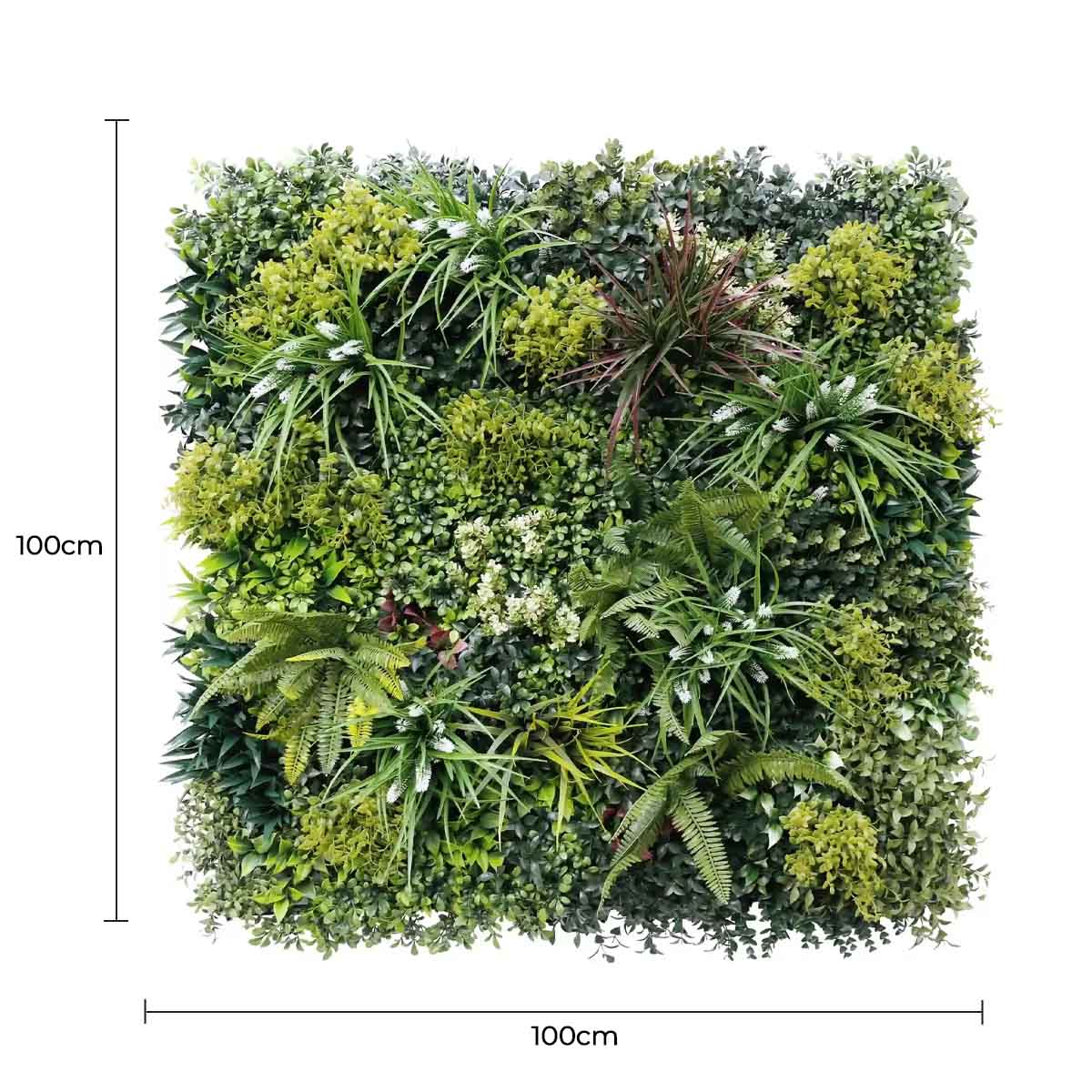Square arrangement of green plants with dimensions indicated on a white background