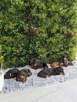 Group of dogs lying on a fluffy rug in front of a green plant wall.