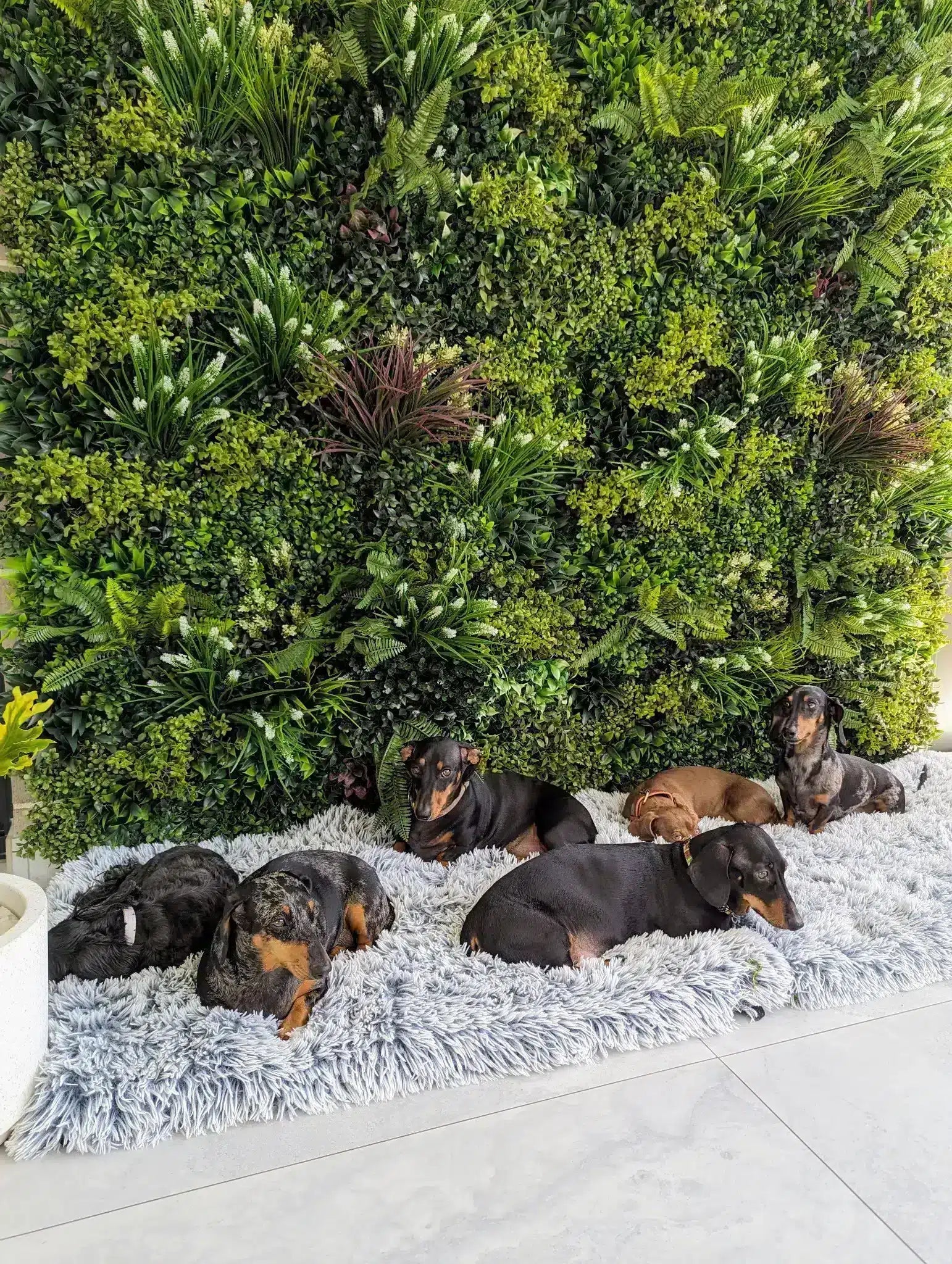 Group of dogs lying on a fluffy rug in front of a green plant wall.