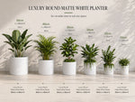 Luxury round matte white planters of different sizes on a wooden surface with measurements.
