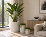 Living room with a large potted plant, small plants, and a side table.