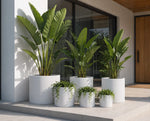 Set of potted plants in front of a modern building