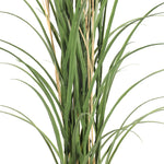 Green grass plant on a white background