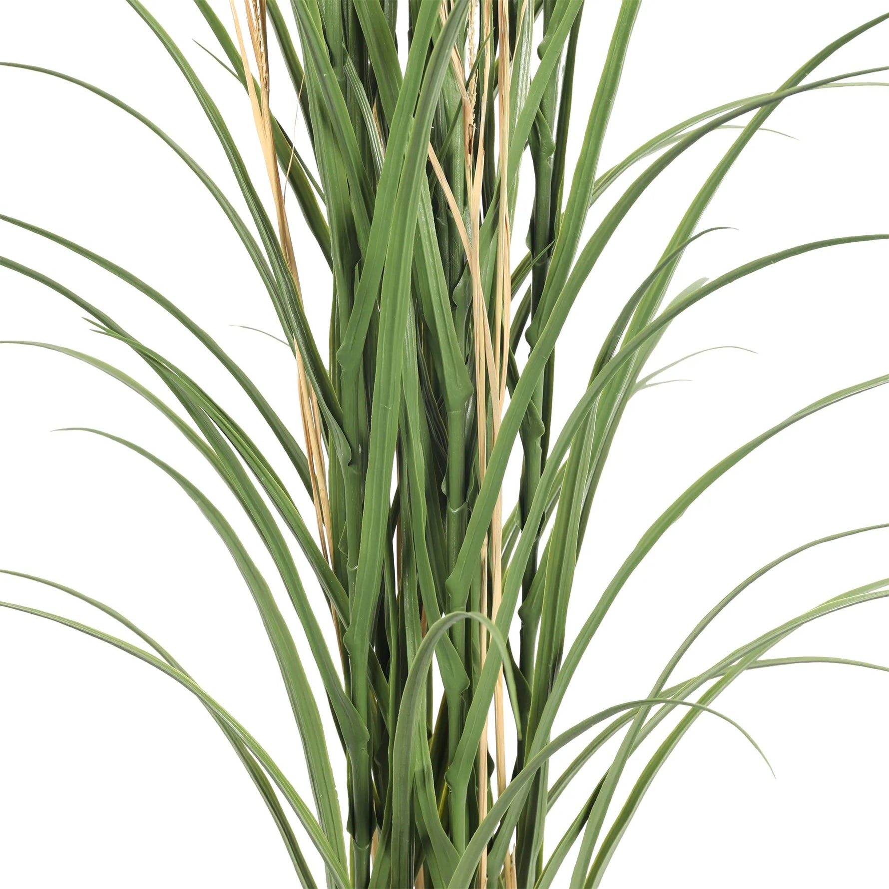 Green grass plant on a white background