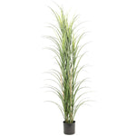 Potted plant with long green leaves on a white background